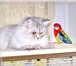 Изображение в Домашние животные Птички Семья недорого приобретёт, примет в дар попугая, в Москве 0