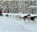 Фотография в Домашние животные Услуги для животных Зимний кинологический лагерь ! Это активный в Санкт-Петербурге 850