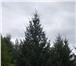 Изображение в Домашние животные Растения Саженцы зкс, окс, липа, рябина, клен остролистный, в Ульяновске 1 000