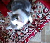 Изображение в Help! Потери Потерялся кот 2,5 года,потерялся в кировском в Красноярске 0