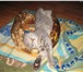 Изображение в Домашние животные Вязка возьму на вязку кошку британку или шотландку в Челябинске 0