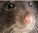 Изображение в Домашние животные Грызуны Порода:Атласная крыса (Satin) окрасы:Черный в Челябинске 100