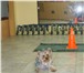 Foto в Домашние животные Стрижка собак Выполняем домашние, гигиенические и породные в Белогорск 750