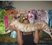 Изображение в Домашние животные Вязка Питомник MurDeMur предлагает для вязок наишикарнейшего в Коврове 20 000