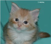 Мейн кун котята из помета Л предлагает Питомник 1438686 Мейн-кун фото в Новосибирске
