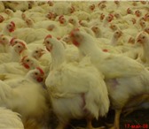 Foto в Домашние животные Птички Продается чешский бройлер КООБ-500. Цыпляткам в Ярославле 65