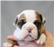 Щенки Английского бульдога 1580676 Английский бульдог фото в Екатеринбурге