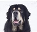 Foto в Домашние животные Вязка собак Предлагается для вязки кобель тибетского в Барнауле 100