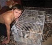 Изображение в Домашние животные Другие животные Продам хорька мальчика возраст 1.2 года, в Новоалтайск 4 000