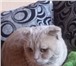 Foto в Домашние животные Вязка Ждём кошечку для вязки. Возраст 2 года. Окрас в Екатеринбурге 1 000