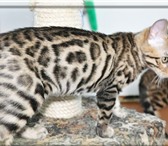 Питомник бенгальских кошек предлагает котят, весьма крупных, как в разведение, так и для себя 69136  фото в Нижневартовске