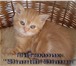 Продам шотландских короткошерстных плюшевых котят, Возраст 2 месяца, Оформлены документы (метрика и 68815  фото в Талдом