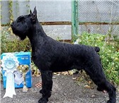 Продаются отлично выращенные щенки Ризеншнауцера с родословной, окрас черный, хвост и уши купир 65818  фото в Тюмени