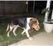 Foto в Домашние животные Вязка собак Выжлец 3 года , получил оцену отлично по в Краснодаре 0