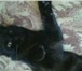 Фото в Домашние животные Другие животные отдам кота,которому 1год 4 месяца.он очень в Москве 0
