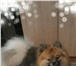 Изображение в Домашние животные Вязка собак немецкий шпиц с родословной с метриком ищет в Новосибирске 0