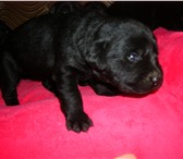 Продам щенков 1968489 Лабрадор-ретривер фото в Краснодаре