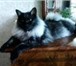 Продаются котята-рысята курильского бобтейла,  окрас серый и рыжий,  есть мальчики и девочки! 191195  фото в Улан-Удэ