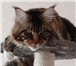 Питомник кошек fridmancats предлагает котят породы Мейн-кун от привозных, титулованных родителей , 69536  фото в Москве