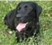 Foto в Домашние животные Вязка собак Чёрный мальчик лабрадора 3 года, с документами в Омске 0