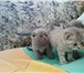 Продаются британские вислоухие и прямоухие котята 202347  фото в Великом Новгороде