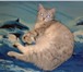 Foto в Домашние животные Отдам даром Отдам в хорошие руки симпатичного  котика в Новоуральске 0