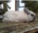 Фото в Домашние животные Грызуны Продаются кролики крупных мясных пород:-Французские в Екатеринбурге 300