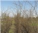 Фото в Домашние животные Растения Продам саженцы липы мелколистной,высота 1,8-2,5 в Москве 850
