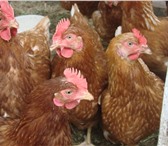 Foto в Домашние животные Птички Продаю кур молодок,несушек яичных пород оптом в Рязани 0