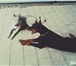 Фото в Домашние животные Вязка собак красивый , мощный с отличной родословной в Краснодаре 15 000