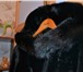 Фотография в Одежда и обувь Женская одежда Мутоновая шуба с капюшоном из норки! носили в Новокузнецке 18 000