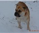 Фото в Домашние животные Вязка собак Вязка Ка Де Бо , кобель 3года, родословная в Москве 100