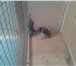 Фото в Домашние животные Птички рабочие пары волнистых не разлучников карел в Таганроге 10