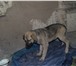 Изображение в Домашние животные Отдам даром Пристраивается щенок от крупных родителей. в Красноярске 0
