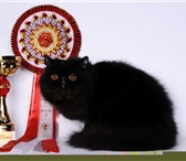 Фотография в Домашние животные Вязка Персидский кот, окрас черный, экстремальный в Москве 0