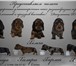 Щенки длинношорстной таксы от чемпионов 2336098 Такса фото в Красноярске