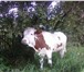 Фото в Домашние животные Другие животные Срочно продаётся корова, молоко жирное - в Барнауле 40 000