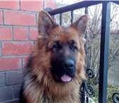 Изображение в Домашние животные Вязка собак Яркий, темпераментный, крупный кобель немецкой в Иркутске 1 000