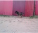 Фотография в Домашние животные Отдам даром Три щенка, все девочки, дворняжки ищут хозяев, в Улан-Удэ 0