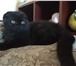 Фотография в Домашние животные Вязка Вязка с котом скоттиш-фолд. Окрас чёрный. в Благовещенске 500