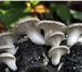 Фотография в В контакте Поиск партнеров по бизнесу Продаем комплекты для выращивания грибов в Чите 850