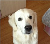 Фото в Домашние животные Вязка собак два года ищу сучку для вязки !  очень добрый в Новоалтайск 0