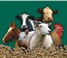 Изображение в Домашние животные Товары для животных Оптовая продажа зерна и кормов для сельскохозяйственных в Москве 1 000