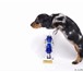 Продаются щенки длинношерстной миниатюрной таксы от племенного питомника «ТАВИ», два кобеля чёрно- 67072  фото в Москве