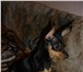 Фото в Домашние животные Вязка собак Красивый и добрый кобель по кличке Арчи, в Москве 3 000