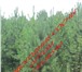 Фото в Прочее,  разное Разное Продаем живые, пушистые, отборные сосны к в Пензе 70