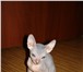 Фото в Домашние животные Вязка Голо-рожденная кошечка породы "донской сфинкс" в Магнитогорске 0