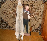 Изображение в Хобби и увлечения Охота Кавказский подвид. Размер от кончика носа в Ставрополе 10 000