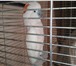 Изображение в Домашние животные Птички Продам попугая какаду срочно 7 лет в Владикавказе 90 000