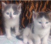 Отдам котят в добрые руки 1081099 Домашняя кошка фото в Саратове